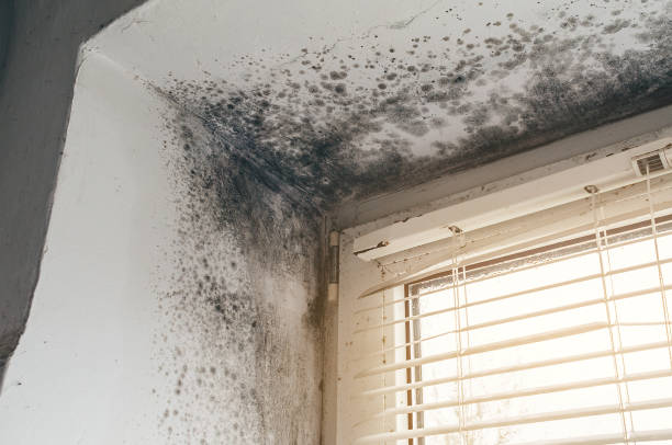 Trusted Crawl Space Mold Removal service in Saint Charles, IL - Cheap Mold Removal