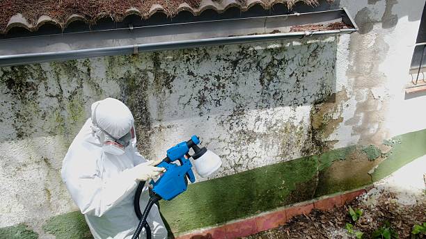 Trusted Black Mold Removal service in Saint Charles, IL - Cheap Mold Removal